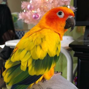 Sun Conure for sale