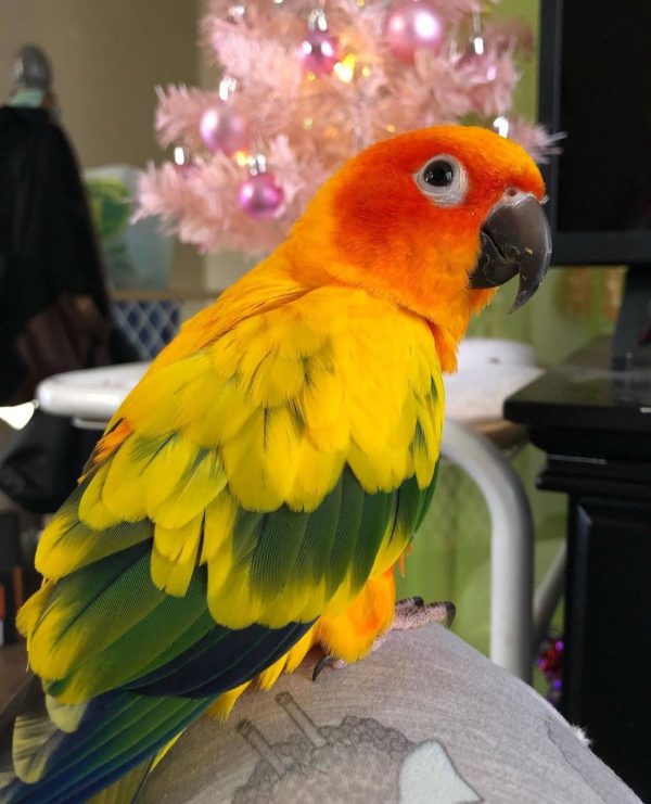 Sun Conure for sale