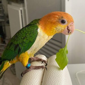 Buy Caique Bird Online near me