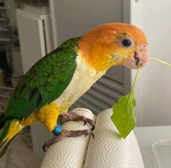 Buy Caique Bird Online near me